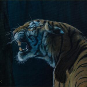 Portrait of a Tiger